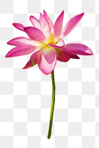 Lotus flower png sticker, transparent background