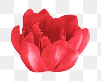 Red tulip png sticker, transparent background