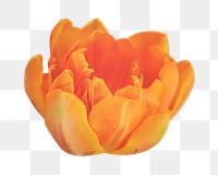 Orange tulip png sticker, transparent background