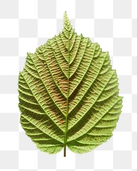 Perilla leaf png sticker, transparent background