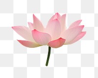 Pink lotus png flower sticker, transparent background