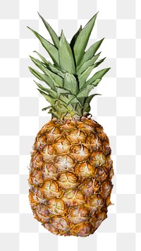 Png pineapple fruit sticker, transparent background