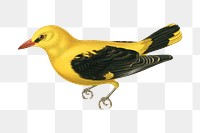 Eurasian golden oriole png bird sticker, transparent background