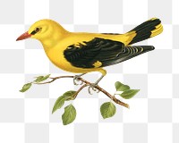 Eurasian golden oriole png bird sticker, transparent background