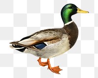 Mallard png bird sticker, transparent background