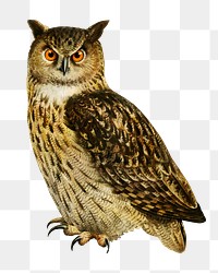 Eurasian eagle-owl png bird sticker, transparent background
