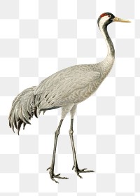 Common crane png bird sticker, transparent background