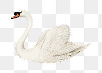 Mute swan png bird sticker, transparent background