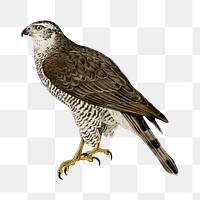 Goshawk png bird sticker, transparent background