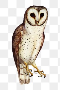 Delicate owl png bird sticker, transparent background