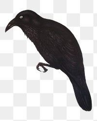 White-eyed crow png bird sticker, transparent background