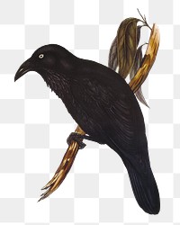 White-eyed crow png bird sticker, transparent background