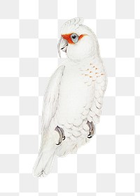 Long-billed cockatoo png bird sticker, transparent background