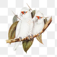 Long-billed cockatoo png bird sticker, transparent background