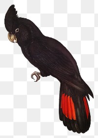 Banksian cockatoo png bird sticker, transparent background