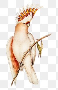 Leadbeater's cockatoo png sticker, vintage bird on transparent background