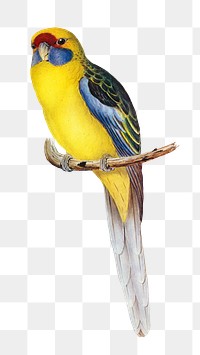 Yellow-bellied parakeet png bird sticker, transparent background