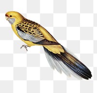 Yellow-rumped parakeet png sticker, vintage bird on transparent background