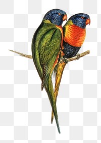 Swainson's lorikeet png sticker, vintage bird on transparent background