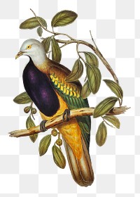 Magnificent fruit pigeon png sticker, vintage bird on transparent background