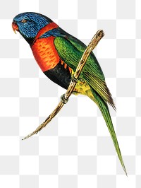 Red-collared lorikeet png sticker, vintage bird on transparent background