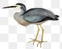 White-fronted heron png bird sticker, transparent background