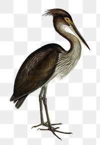 Great-billed heron png bird sticker, transparent background