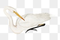 Australian egret png bird sticker, transparent background