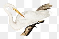 Australian egret png bird sticker, transparent background