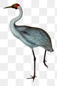 Australian crane png bird sticker, transparent background