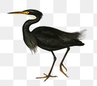 Sombre egret png bird sticker, transparent background