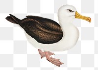 Black-eye browed albatross png bird sticker, transparent background