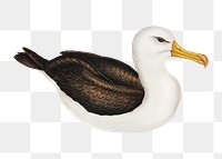 Black-eye browed albatross png bird sticker, transparent background