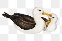 Black-eye browed albatross png bird sticker, transparent background