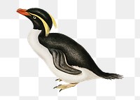 Crested penguin png bird sticker, transparent background