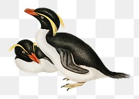 Crested penguin png bird sticker, transparent background