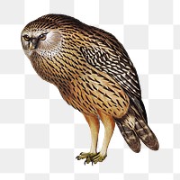 Weka png bird sticker, transparent background