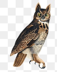 Great horned owl png sticker, vintage bird on transparent background