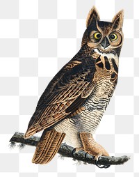 Great horned owl png sticker, vintage bird on transparent background