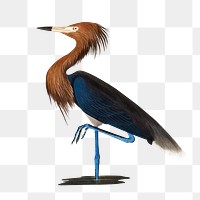 Purple Heron png sticker, vintage bird on transparent background