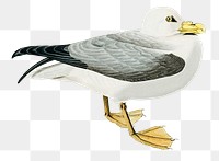 Fulmar Petrel png sticker, vintage bird on transparent background