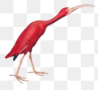 Scarlet ibis png sticker, vintage bird on transparent background