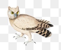 Coromandel owl png sticker, vintage bird on transparent background