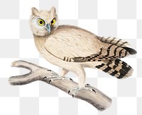 Coromandel owl png sticker, vintage bird on transparent background