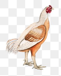 Malabar cock png sticker, vintage bird on transparent background