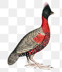 Black-headed pheasant png sticker, vintage bird on transparent background