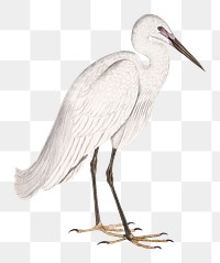 Indian white heron png sticker, vintage bird on transparent background