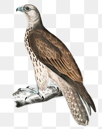 Cherrug falcon png sticker, vintage bird on transparent background