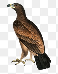 Brown eagle png sticker, vintage bird on transparent background
