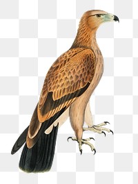 Tawny eagle png sticker, vintage bird on transparent background